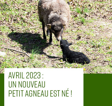Eco-pâturage
