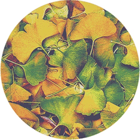 Gobo ROSCO Breakups 86635 Ginkgo - Taille A (100 mm)