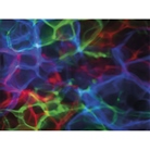 Effet flamme et eau à led 6 x 15W RGBW Dream Wave Showtec