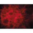 Effet flamme et eau à led 6 x 15W RGBW Dream Wave Showtec