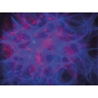 Effet flamme et eau à led 6 x 15W RGBW Dream Wave Showtec